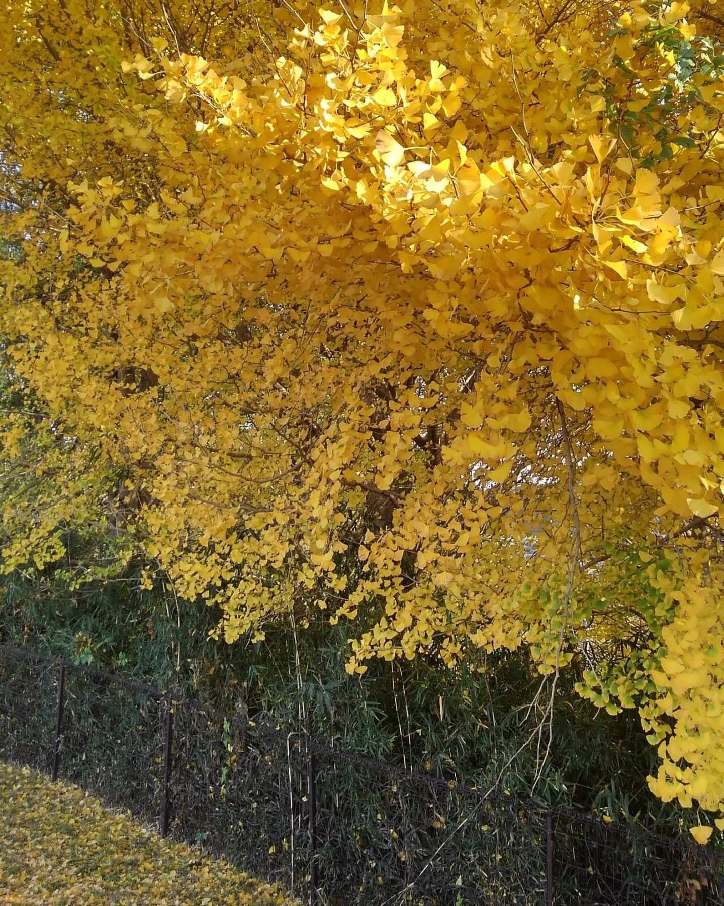 まだまだ紅葉がきれいです