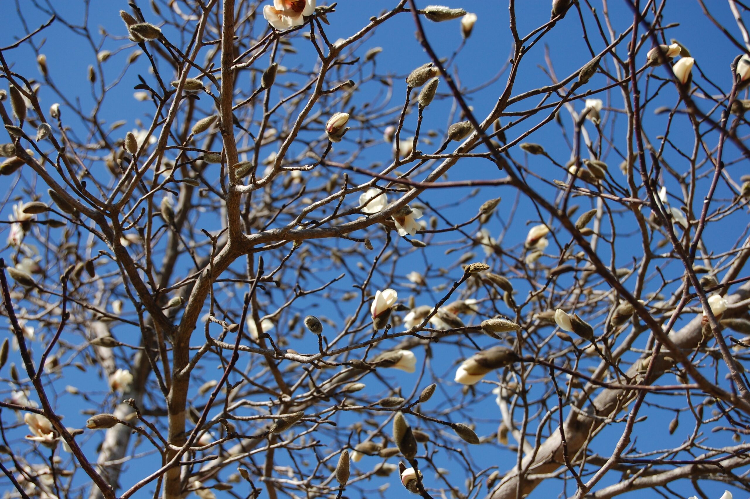 「ドラゴン桜」面白いです